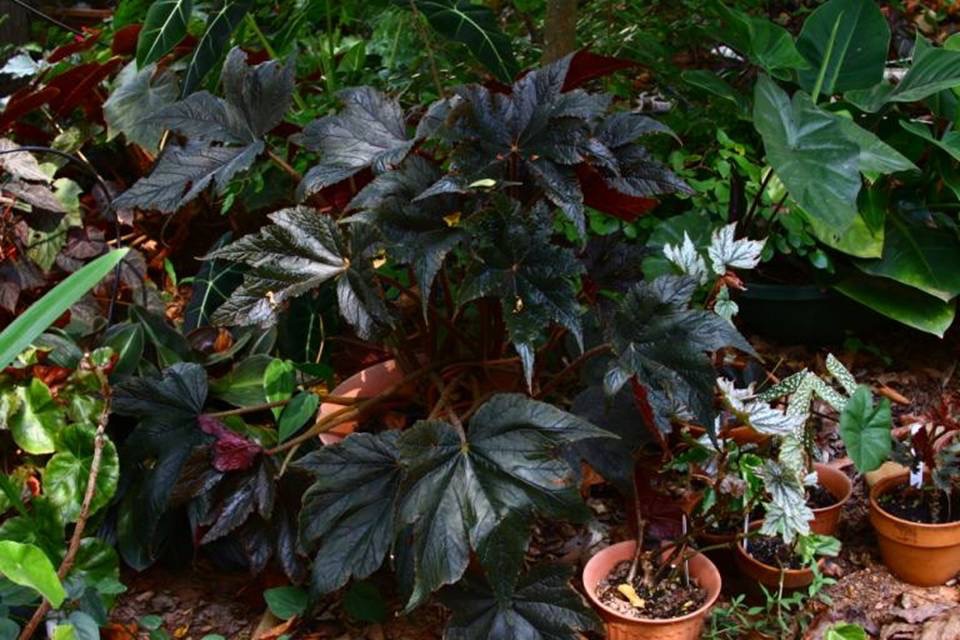 B. ‘Kissimmee’